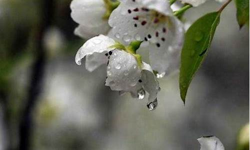 梨花一枝春带雨_梨花一枝春带雨,玉容寂寞泪阑干