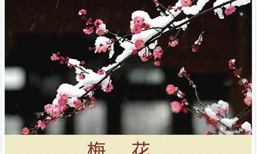 《梅花》王安石_梅花王安石的诗